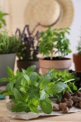 Transplanting herb. Mint in soil and potted plants on wooden table, closeup