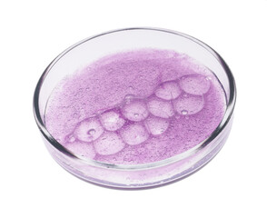 Petri dish with sample isolated on white