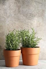 Rosemary plants growing in pots on grey textured table. Aromatic herb