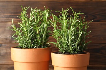 Rosemary plants growing in pots on wooden background, closeup. Aromatic herb