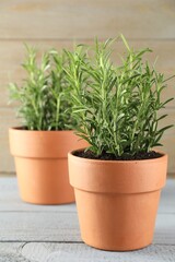 Rosemary plants growing in pots on grey wooden table, closeup. Aromatic herb