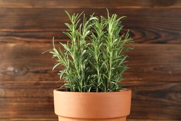 Rosemary plant growing in pot on wooden background, closeup. Aromatic herb