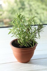 Rosemary plant growing in pot on windowsill. Aromatic herb