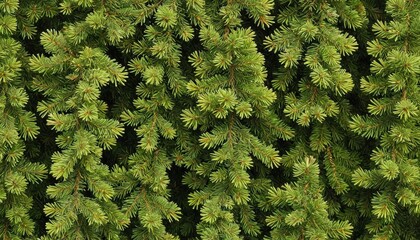 Fototapeta premium Evergreen Tree Branches Texture.