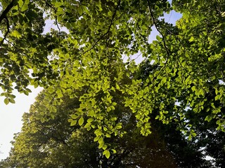 Fototapeta premium Tree with green leaves outdoors, low angle view