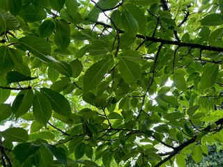 Obraz premium Tree with green leaves outdoors, low angle view