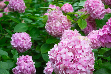 Pink hydrangea blooming in the summer in the park on a bush among the leaves. Flower composition romantic background.