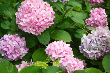 Pink and lilac hydrangea blooming in the summer in the park on a bush among the leaves. Flower composition romantic background.