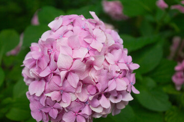 Pink hydrangea blooming in the summer in the park on a bush among the leaves. Flower composition romantic background.