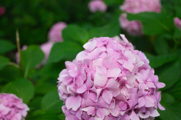 Pink hydrangea blooming in the summer in the park on a bush among the leaves. Flower composition romantic background.