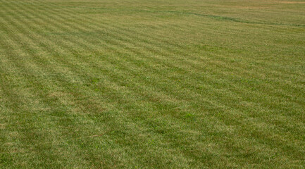 Green grass field beautifully fresh mowed lawn with the lines