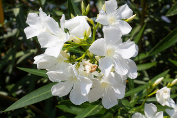 Blooming nerium oleander tree white flowers in the garden  in Italy