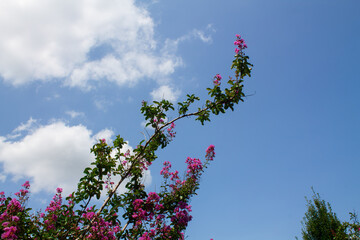 pink flowers from the tree on the blue sky with clouds background
