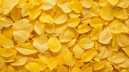 Bright Yellow Textured Hosta Leaf