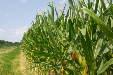 Corn field on the bright blue sky background. Farming and agriculture, growing fresh vegetables and fruits. Corn leaves and cobs growing in a green big field, corn planting in Italy