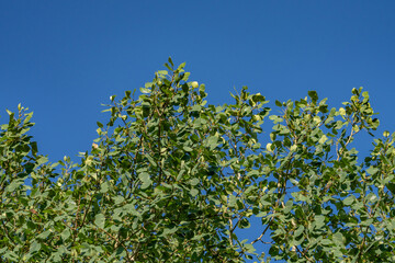 Populus tremuloides is a deciduous tree native to cooler areas of North America, quaking aspen, trembling aspen, American aspen, Healy, Alaska