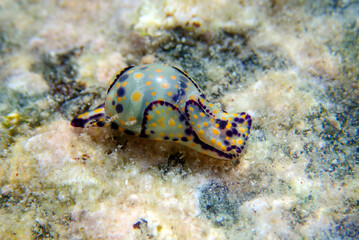 Rare image of colorful sea bubble snail - Haminoea cyanocaudata 