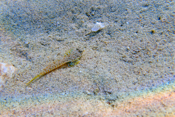 The sailfin dragonet - (Callionymus pusillus)
