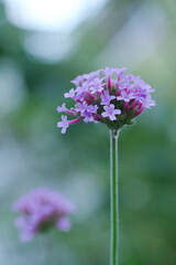 野原に咲くヤナギハナガサ