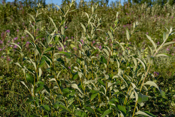 Salix alaxensis is a species of flowering plant in the willow family， Alaska willow and feltleaf willow. Healy, Alaska