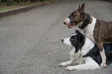Two dogs are hugging on a walk. Border collie and bull terrier. 