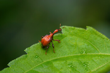 Giraffe Weevil Beetle insects on the leaf in real nature in Thailand