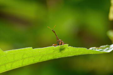 Giraffe Weevil Beetle insects on the leaf in real nature in Thailand