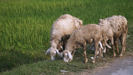 Goats are eating green grass on the edge of the rice field. Focus selected