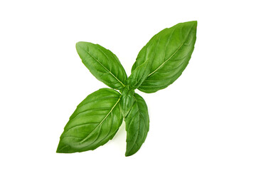 Fresh green Basil leaves, isolated on white background.