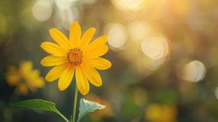 Blooming yellow flower in the morning on beautiful bokeh background, ai