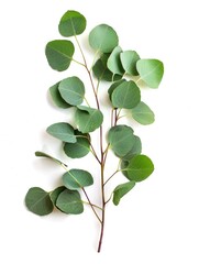 Obraz premium Fresh eucalyptus sprig cut out white background, ai