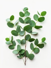 Obraz premium Fresh eucalyptus sprig cut out white background, ai