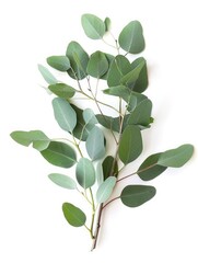 Obraz premium Fresh eucalyptus sprig cut out white background, ai