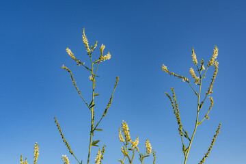 Melilotus albus,  honey clover, white melilot (UK), Bokhara clover (Australia), white sweetclover (US), and sweet clover,  Healy Alaska