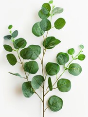 Obraz premium Fresh eucalyptus sprig cut out white background, ai