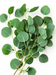 Obraz premium Fresh eucalyptus sprig cut out white background, ai