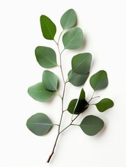 Obraz premium Fresh eucalyptus sprig cut out white background, ai