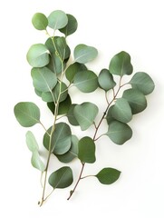 Obraz premium Fresh eucalyptus sprig cut out white background, ai