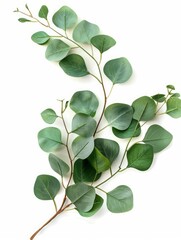 Obraz premium Fresh eucalyptus sprig cut out white background, ai