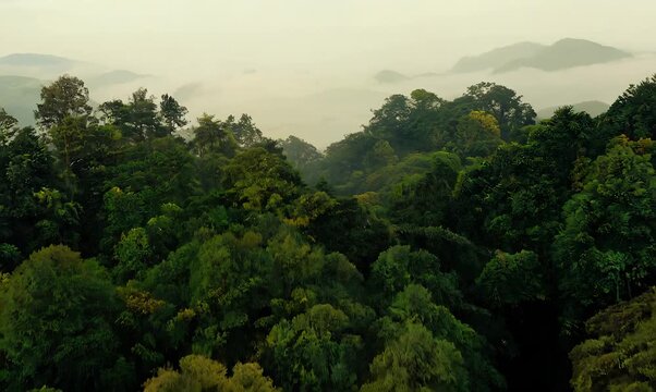 Lifestyle portrait video of a grinning man in his 30s wearing a warm parka against a rainforest canopy or treetop background