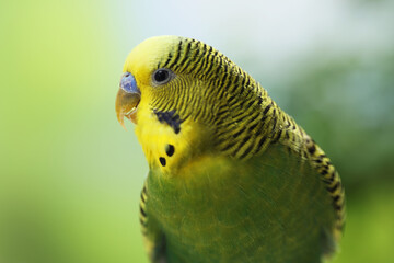 Pet Parrot Cute Green Budgerigar