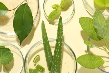 Petri dishes with different fresh leaves on beige background, flat lay © New Africa