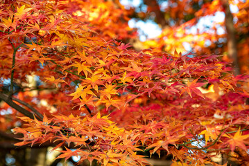 横浜2012　三ッ池公園7　紅葉