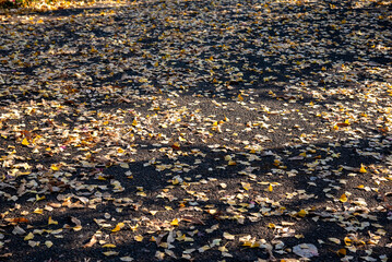 横浜2012　三ッ池公園8　銀杏