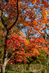 横浜2012　三ッ池公園2　紅葉