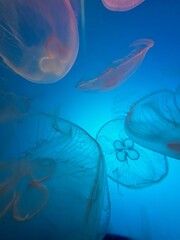 jellyfish in aquarium