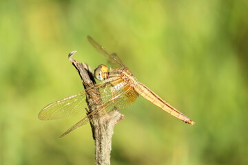 Dragonfly on dry plant in nature. Selective focus.
