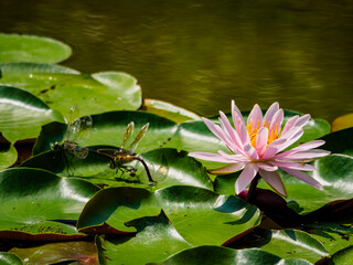 ピンク色の睡蓮とトンボ