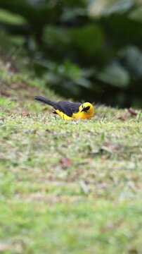 A yellow oriole (Chango Oriolino) foraging on the grass in a natural setting