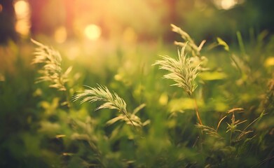 Wild grass in the forest at sunset. Macro image, shallow depth of field. Abstract summer nature background. Vintage filter 